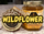 Noble Hive Wildflower Honey - View 2